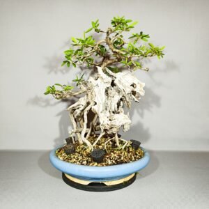 Bonsaï Bois d'olive noir