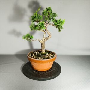 Pré-Bonsaï Juniperus Itoïgawa