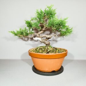Pré-bonsaï Juniperus Hokkaïdo