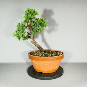 Pré-bonsaï Juniperus procumbens
