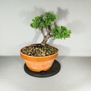 Pré-bonsaï Juniperus procumbens