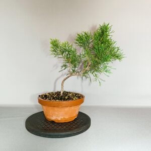 Pré-bonsaï cyprès pot culture japonais