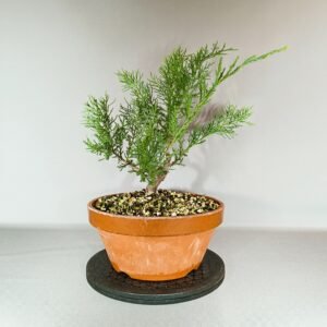 Pré-Bonsaï cyprès pot culture japonais