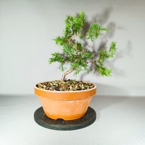 Pré-Bonsaï cyprès pot culture japonais