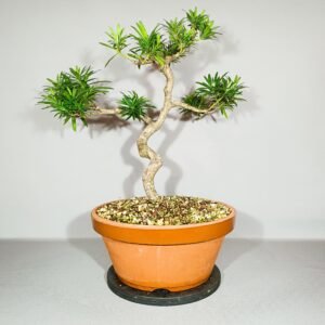 Pré-bonsaï Podocarpus macrophyllus