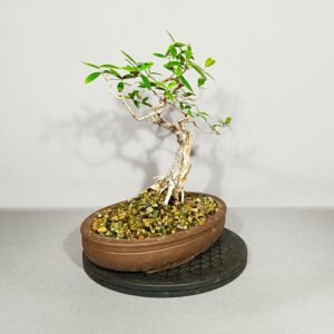 Pré-Bonsaï Bois d'olive noir