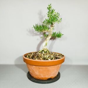 Pré-Bonsaï Buxus Harlandii