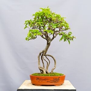 Bonsaï Bougainvillier-Bougainvillea