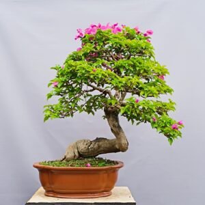 Bonsaï Bougainvillier-Bougainvillea