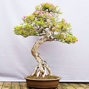 Bonsaï Bougainvillier-Bougainvillea